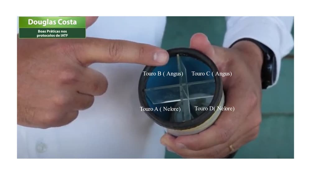 Distribuição de palhetas de sêmen no descongelador