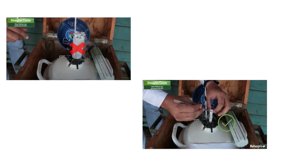 Manejo de amostras de sêmen bovino