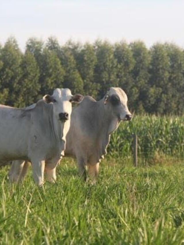 3 grandes erros no manejo do pasto: saiba como evitá-los