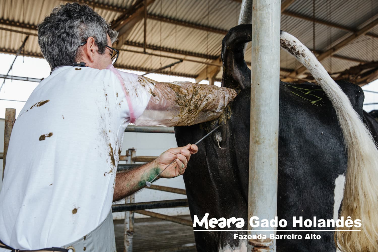 Inseminação artificial sendo feita em vaca
