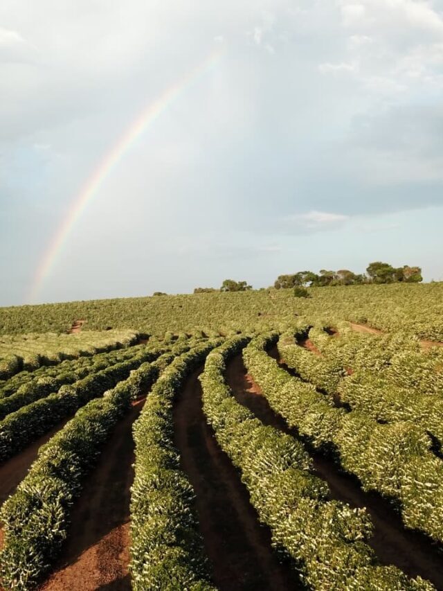Amostragem do solo de café: dicas de como fazer
