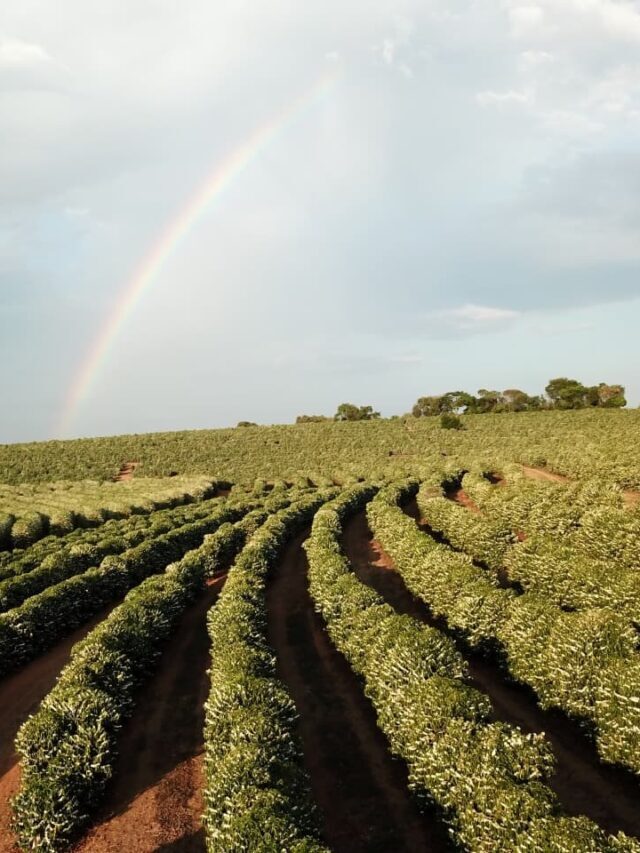 Produção de café: como obter safras mais lucrativas?
