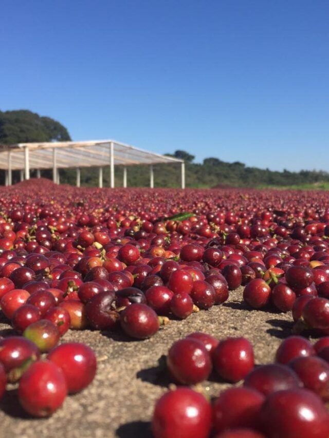 Produção de café arábica: eleve sua eficiência e lucratividade