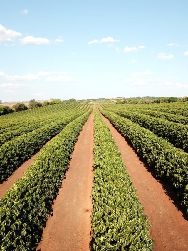Adubação do cafeeiro: como e quando fazer?