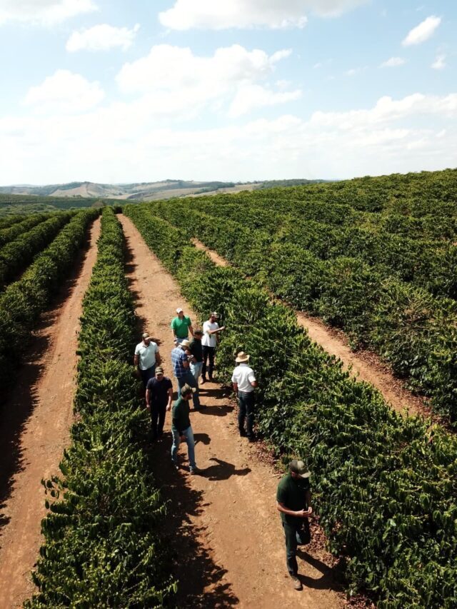 Aprenda a melhorar os lucros de sua produção de café!