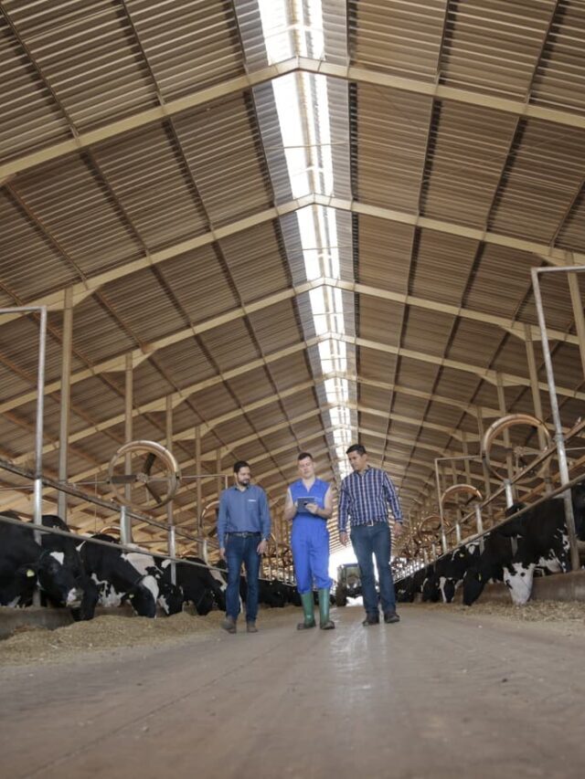 Pós-Graduação em Pecuária Leiteira: veja principais benefícios