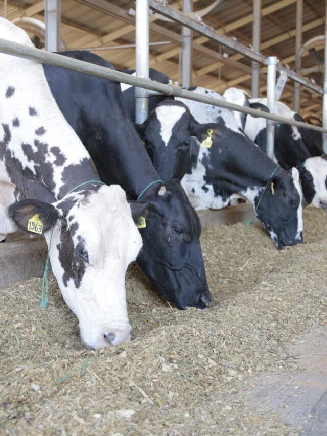 Como elevar o faturamento com a nutrição eficiente dos bovinos leiteiros?