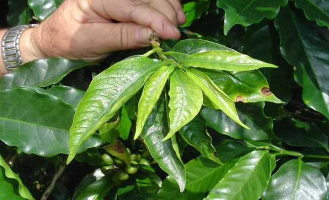 Folha de cafeeiro com sintomas de deficiência de zinco