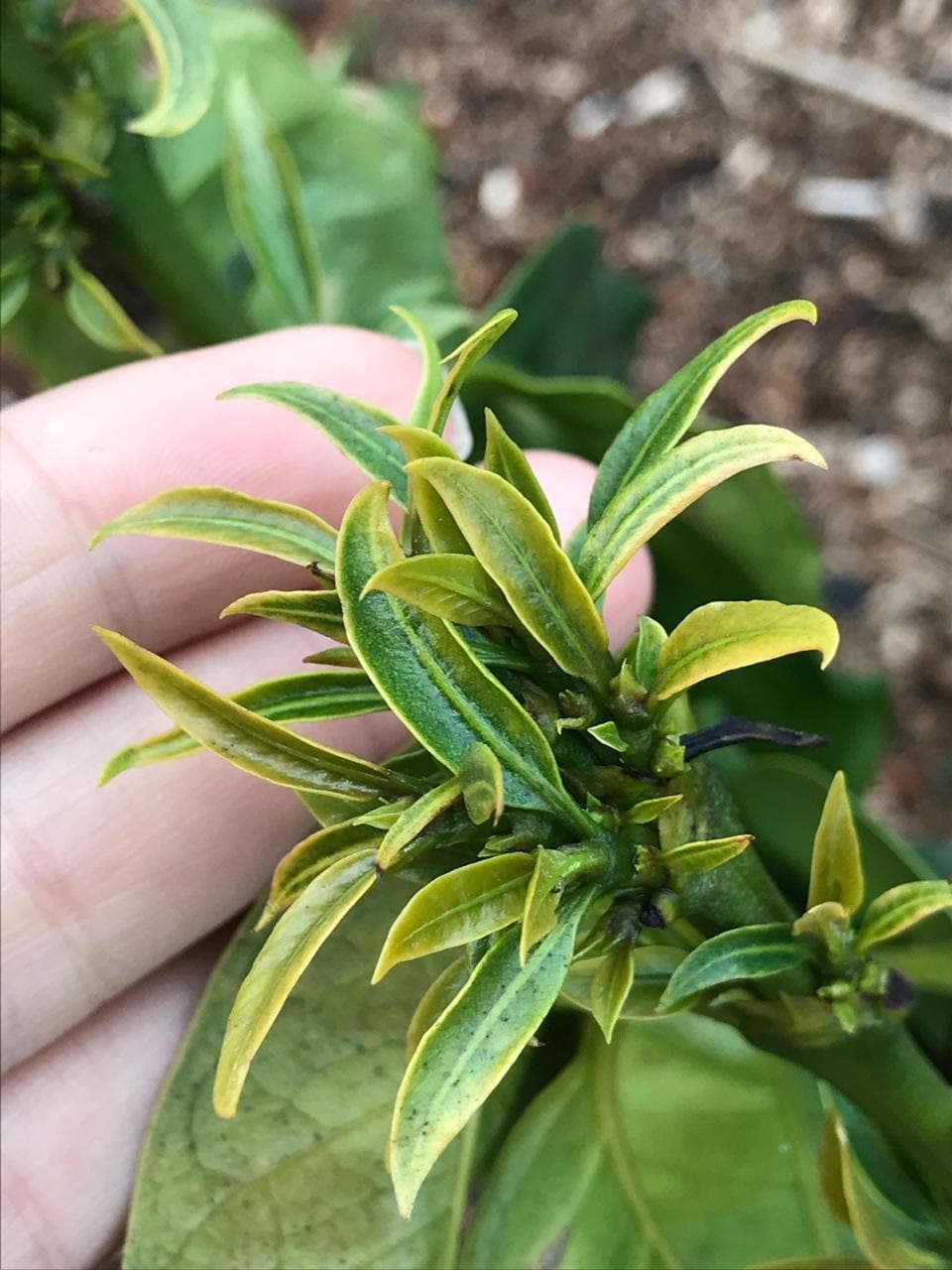 Sintomas de toxidez por glifosato