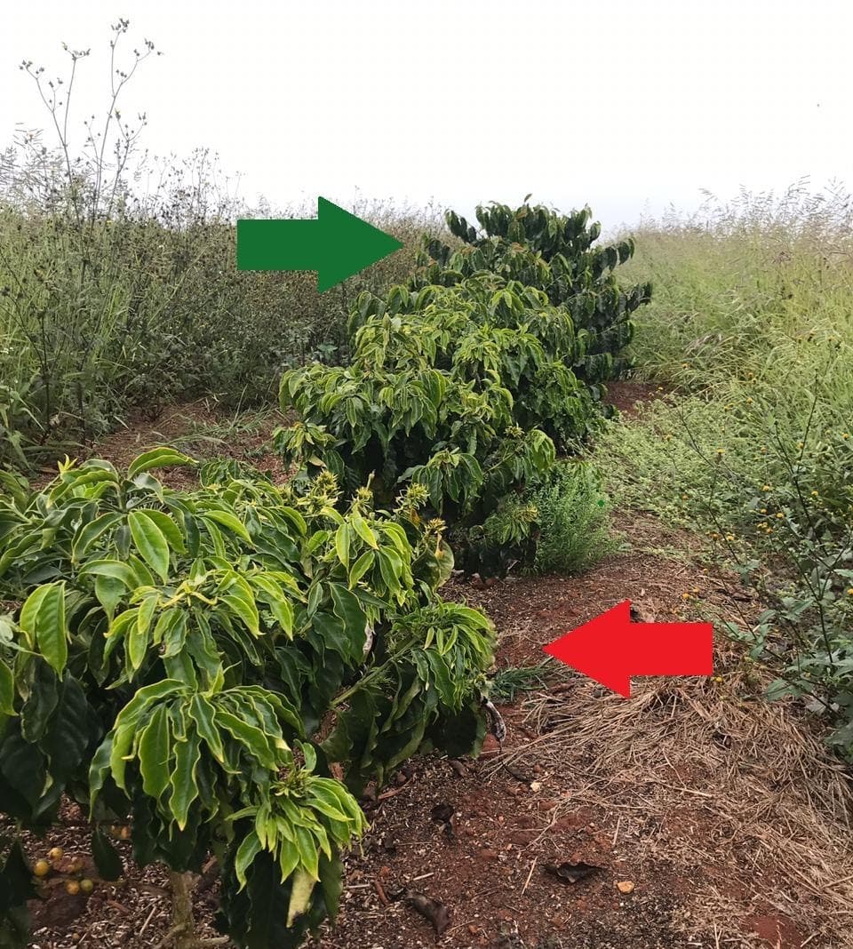 Diferença da deficiência de zinco e toxicidade por glifosato