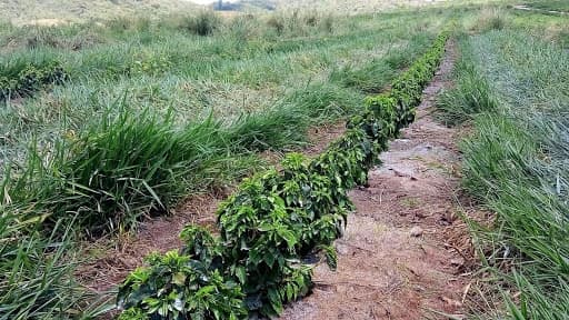 Cafeeiros com deficiência de zinco