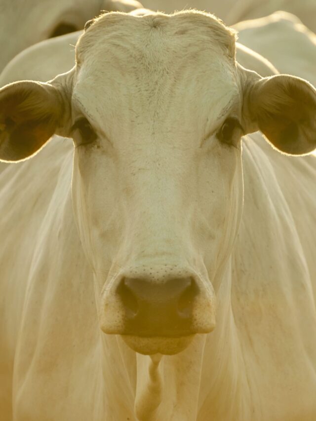 Pós-Graduação na Pecuária de Corte: conheça os benefícios