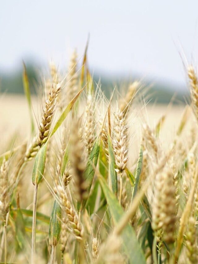 Pós-Graduação em Produção de Grãos: seja referência no mercado agrícola