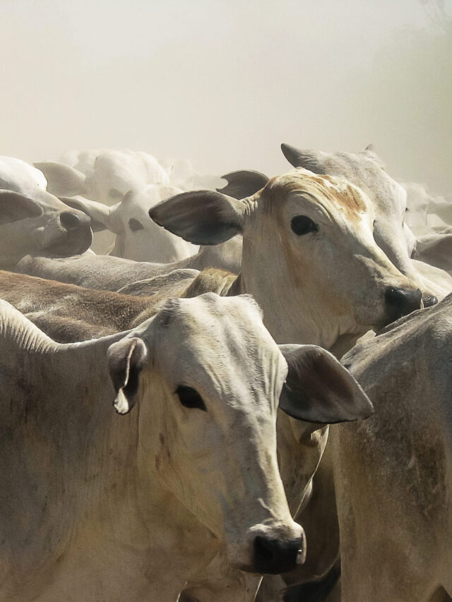 Febre aftosa: início da segunda etapa de vacinação