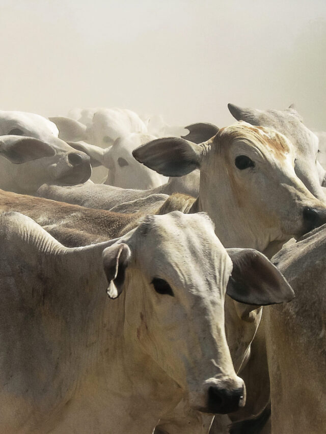 Como ter lucro com pecuária de corte?