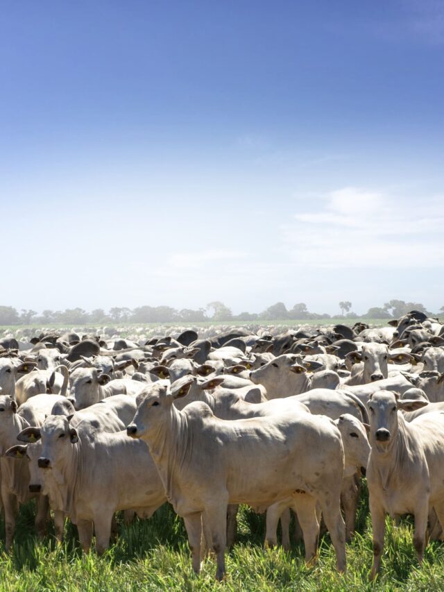 Pecuária de corte: como ter segurança sobre o lucro?