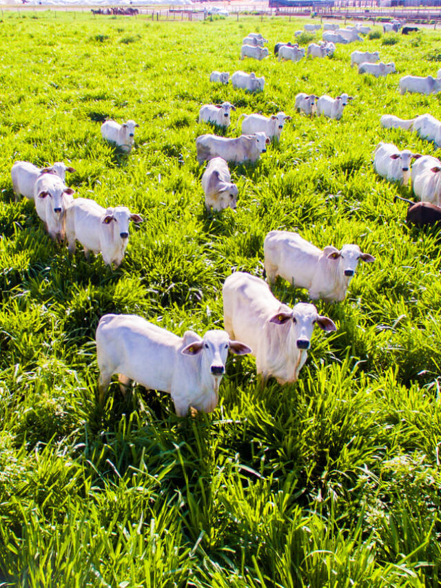 Integração Lavoura Pecuária: saiba como implementar