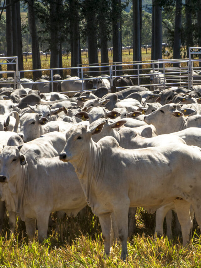 Aumente a lucratividade com a produção de gado de corte