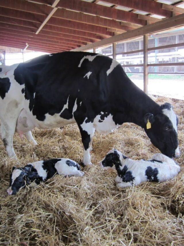 Vaca e bezerro antes do parto: veja principais cuidados