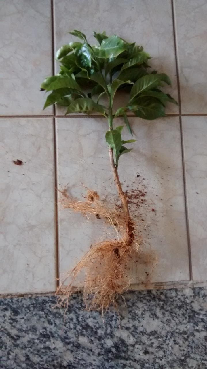 Muda de café com pião-torto