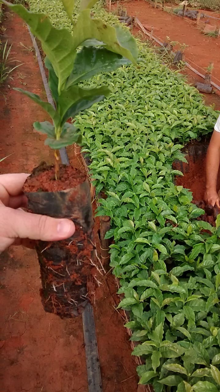 Muda de café com bom desenvolvimento