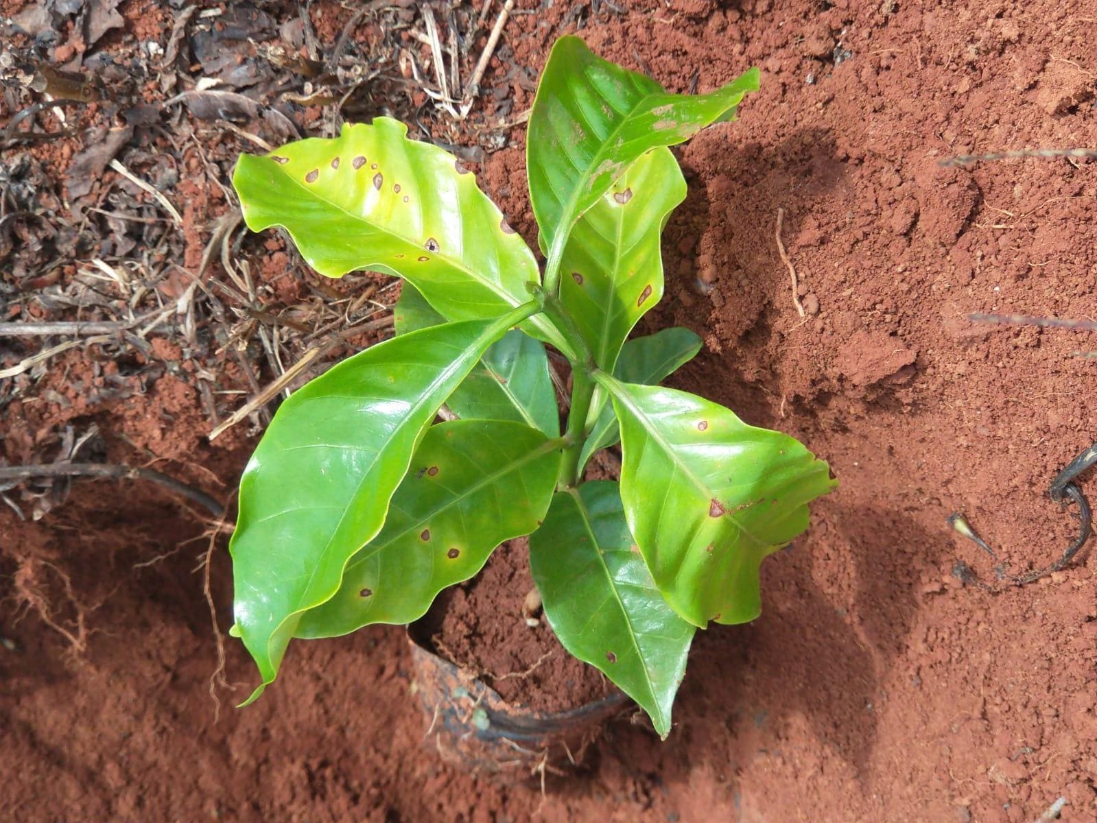 Muda de café com cercosporiose