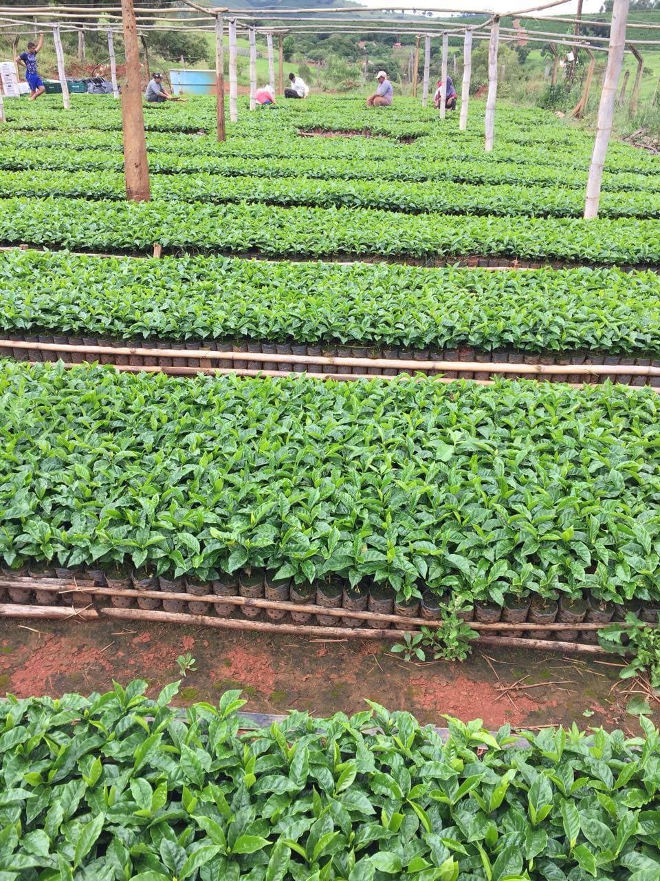 Mudas de café em viveiro