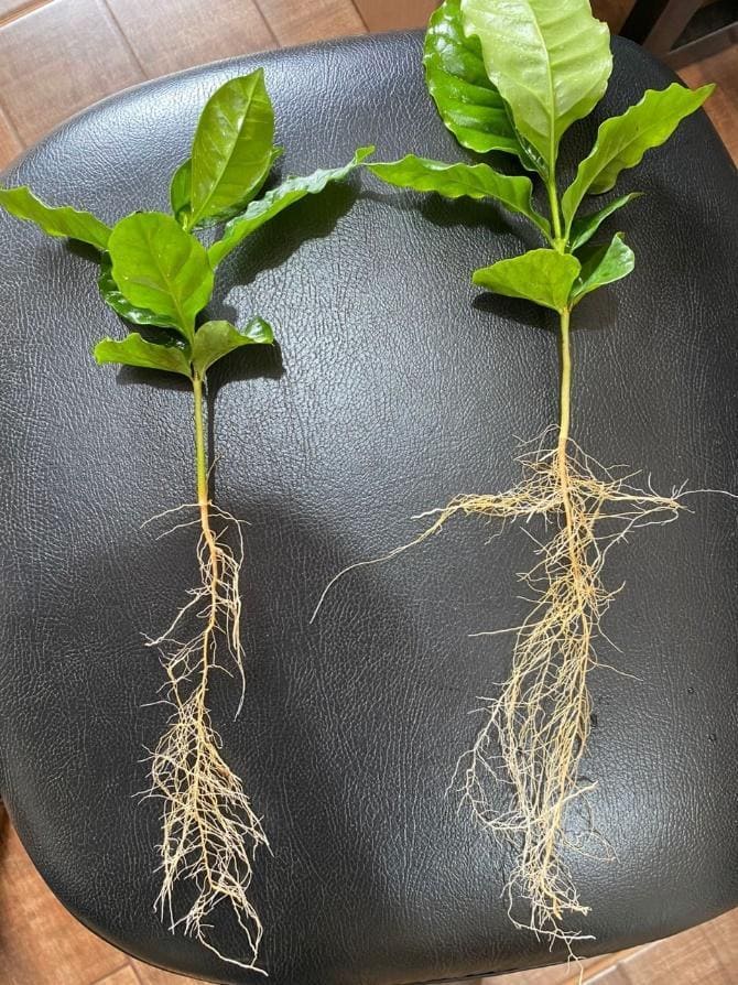 Mudas de café com boa qualidade