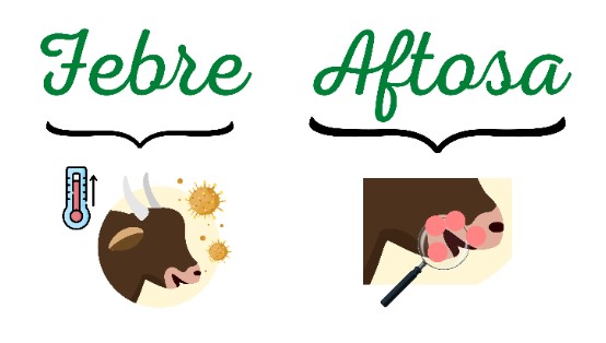 Febre aftosa e seus sinais clínicos