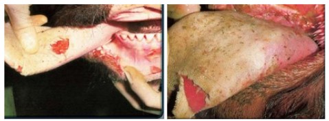 Sintomas da febre aftosa