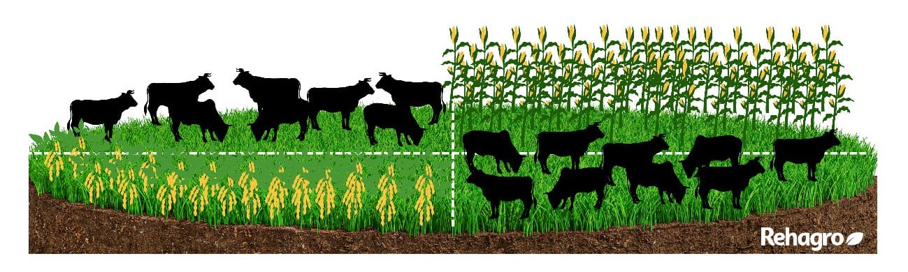 Forma de implementação da ILP
