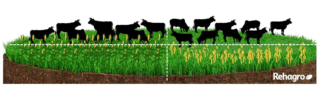 Formas de implementação da ILP