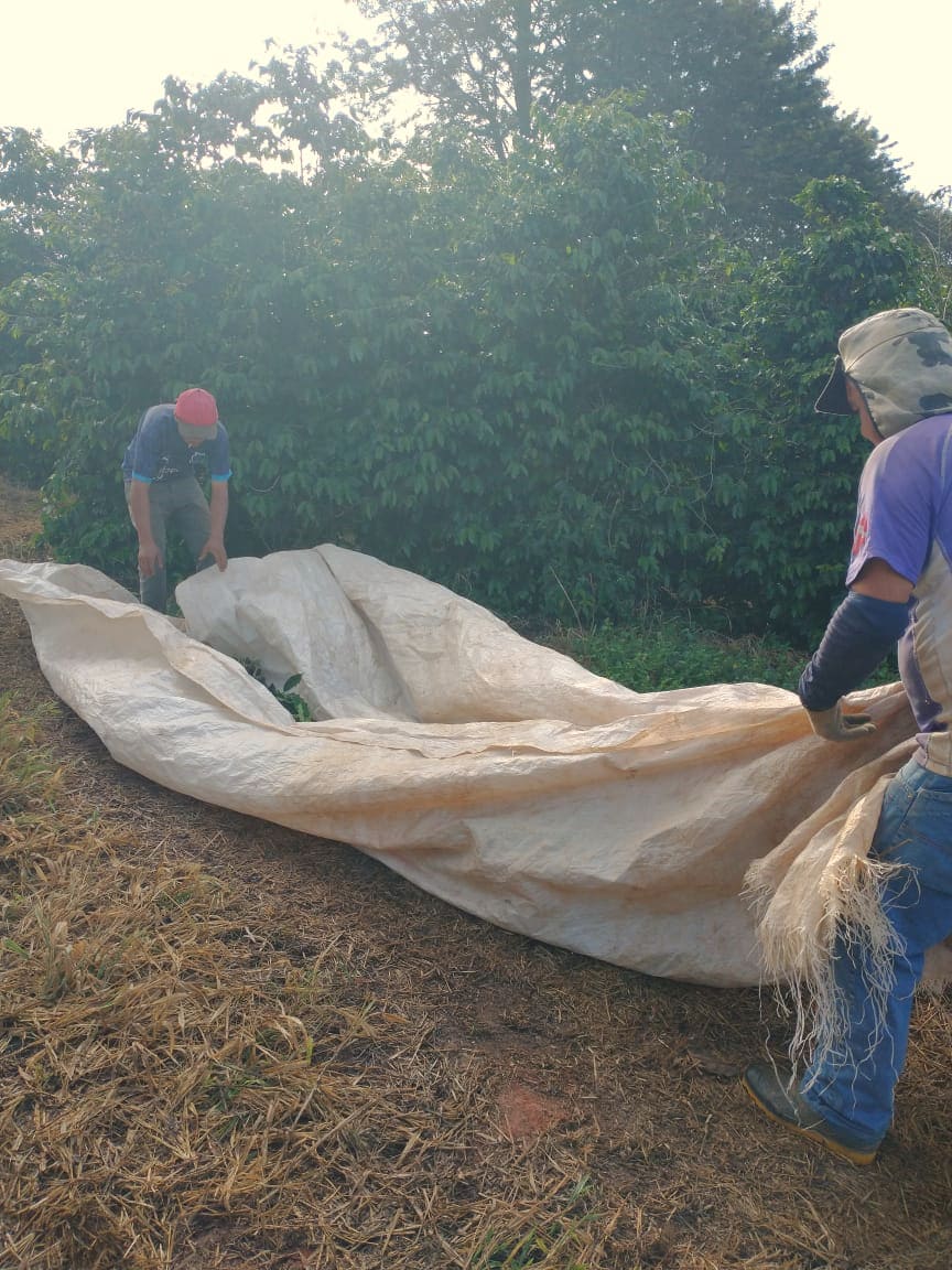 Colheita manual de café