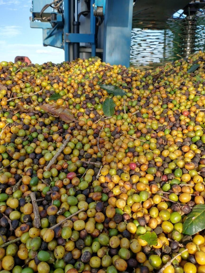Frutos do café após colheita plena