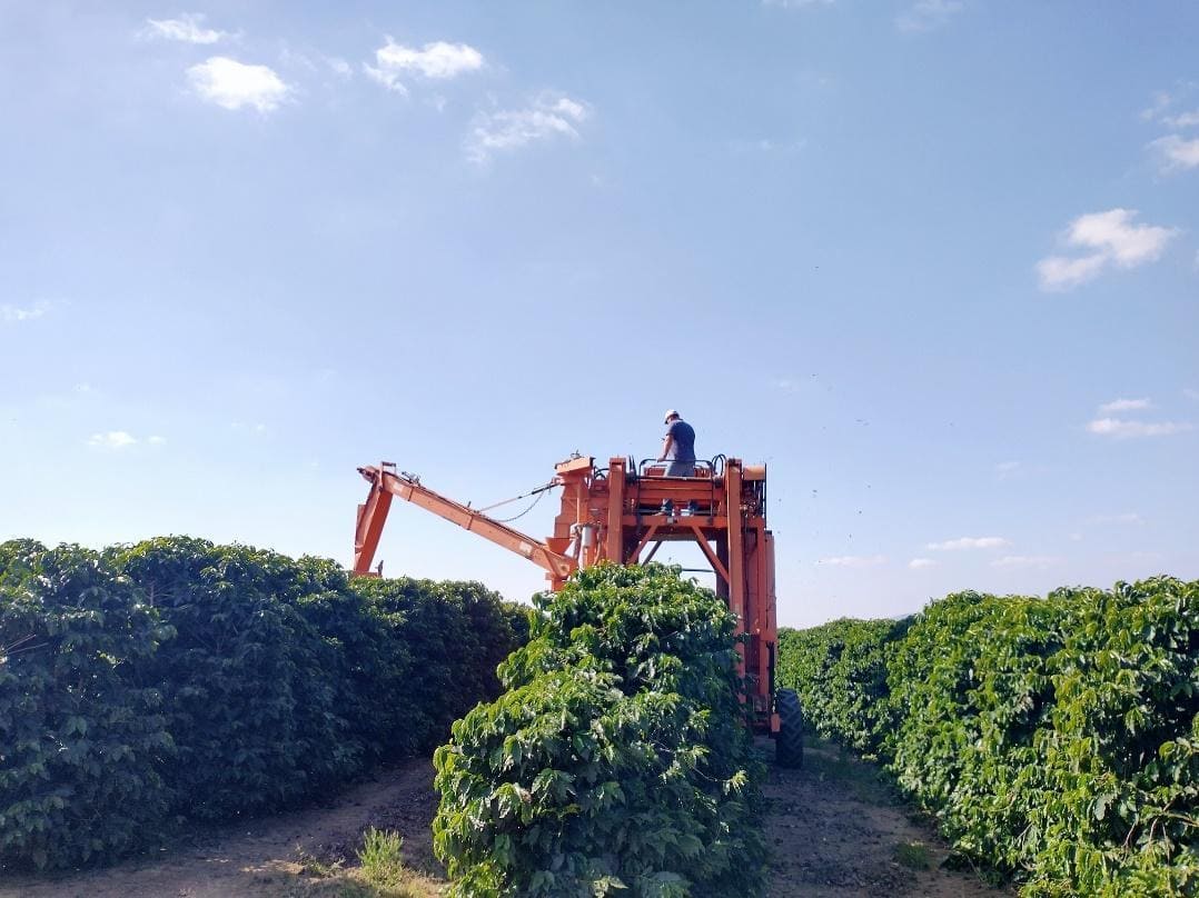 Colheita mecanizada de café