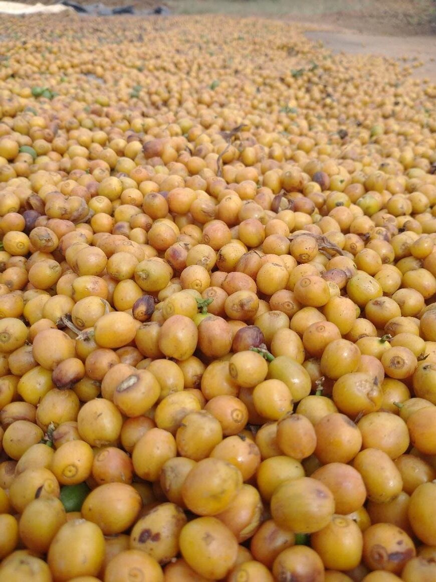 Frutos do café após colheita seletiva
