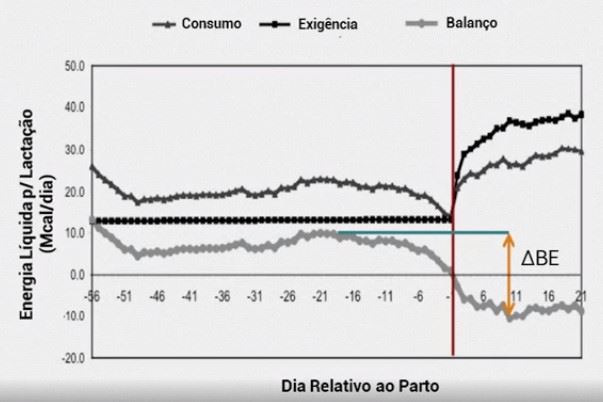 Gráfico com consumo de matéria seca no período de transição de vacas leiteiras