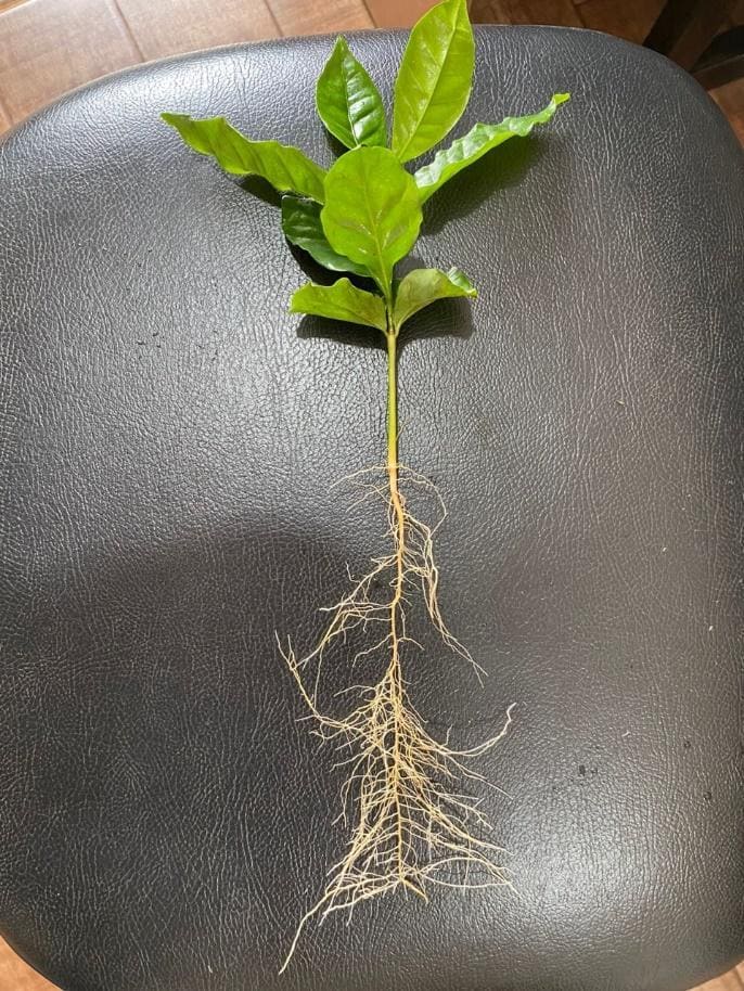 Estrutura da planta de café