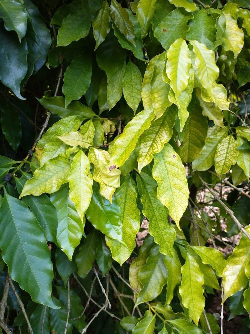 Folhas do cafeeiro com deficiência de ferro