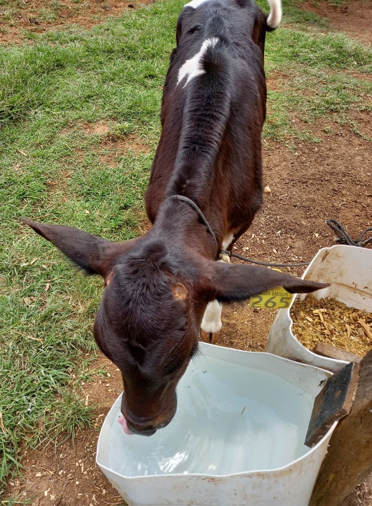 Bezerro bebendo água