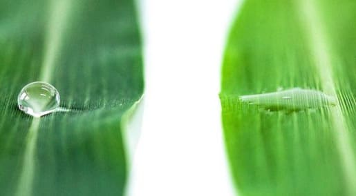 Gota de água em folha com e sem uso de adjuvantes