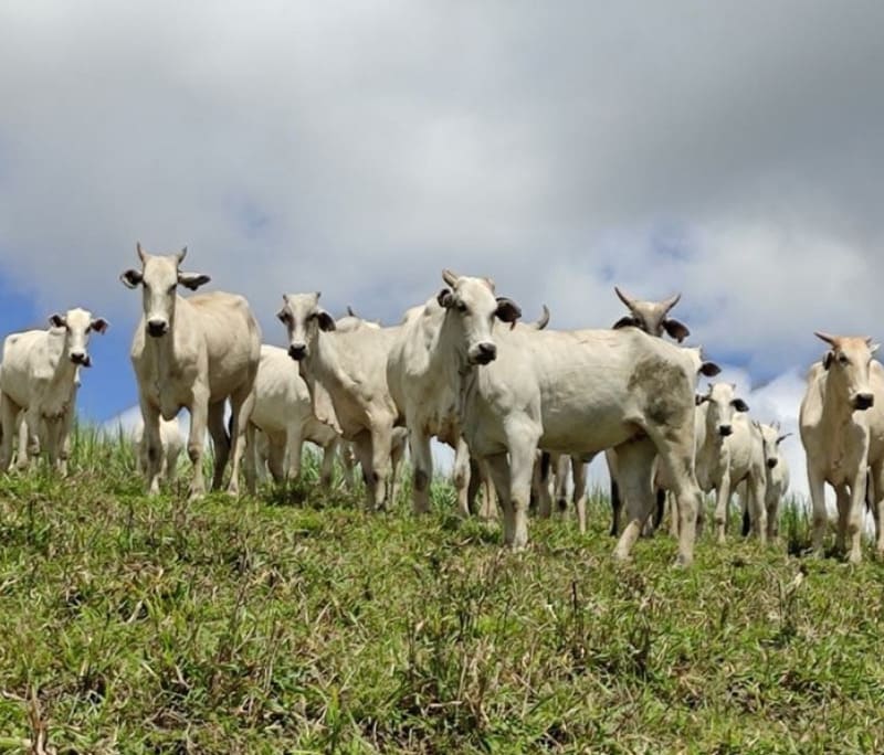 Gado de corte em pastagem