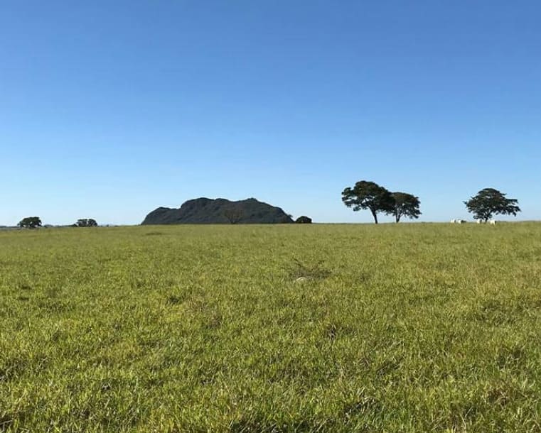 Pastagem para gado 