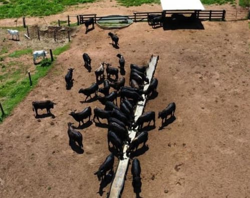 Gado de corte se alimentando no cocho