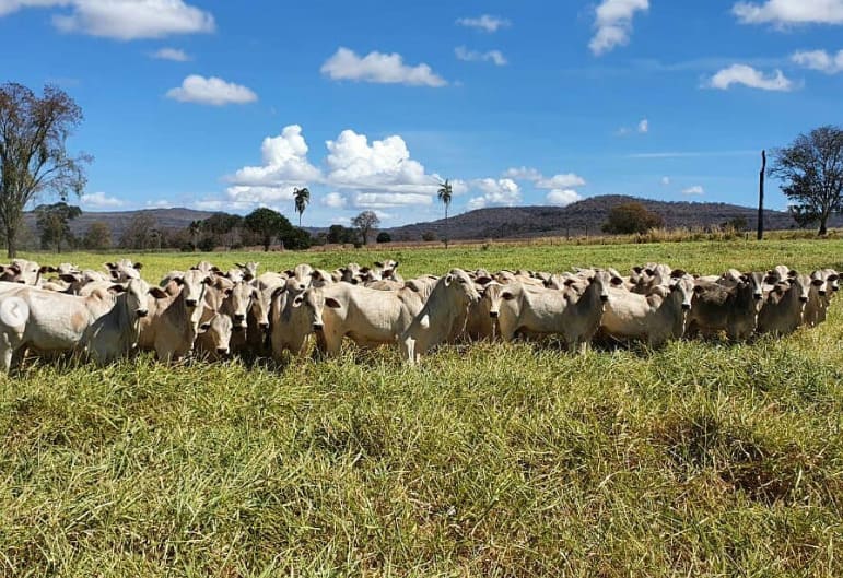 Gado de corte no pasto