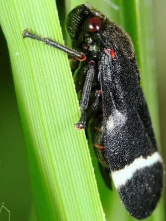 Cigarrinhas-das-pastagens: como realizar o manejo e controle dessa praga?